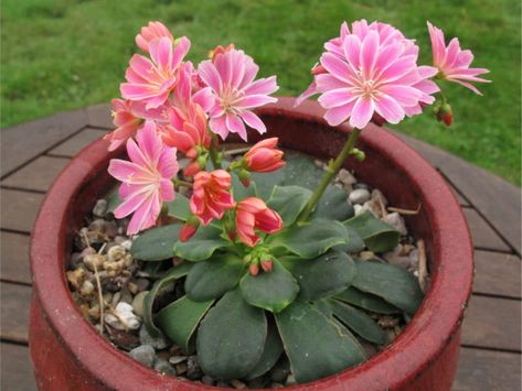 Lewisia Flower, Lewisia Cotyledon, Blue Pots, Low Water Gardening, Plant Zones, Free Backgrounds, Tiny Plants, Rain Garden, Cactus Y Suculentas