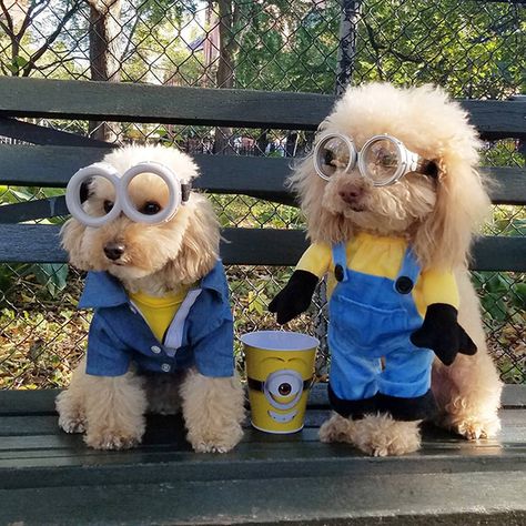 Dog Sibling Costumes, Dog Pair Costumes, Dog Costumes Matching Owner, Clever Dog Costumes, Golden Doodle Costume Ideas, Cute Dogs In Costumes, 2 Dogs Halloween Costumes, Cute Dog And Human Halloween Costumes, Bernedoodle Halloween Costumes