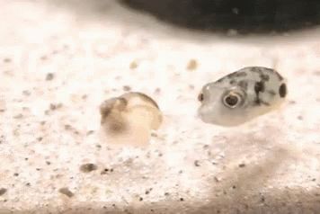 Puffer Fish Curious GIF - PufferFish Curious Eat - Discover & Share GIFs Fish Gif, Baby Fish, Puffer Fish, Fish Tanks, Fishing Humor, Ocean Creatures, Fishing Gifts, Ocean Life, Sea Animals