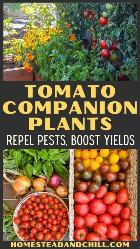 Wondering what to plant with tomatoes? Try these tomato companion plants! This post will teach you about the best tomato companion plants, including their unique benefits for natural garden pest control and increased yields! Also get garden layout tips on how to companion plant (aka interplant or intercrop) tomatoes with herbs, flowers and vegetables in your raised garden beds or containers. Finally, learn what plants NOT to plant with tomatoes (what crops don't grow well with them). What To Plant Next To Each Other, Tomato Companion Planting, What To Plant With Tomatoes, Companion Planting Tomatoes, Plant With Tomatoes, Companion Plants For Tomatoes, Companion Planting Layout, Grow Foods, Veggie Garden Layout