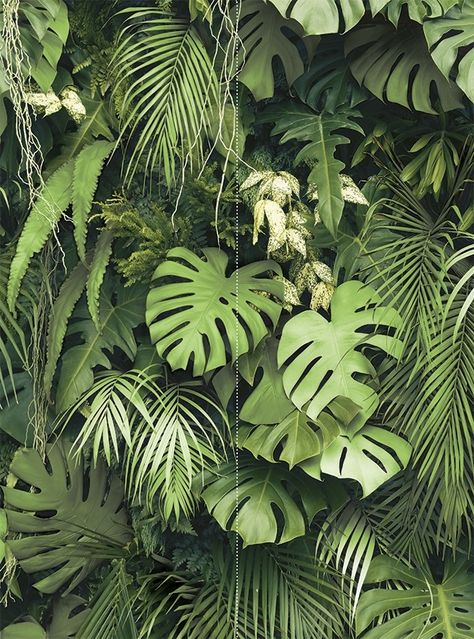 Large Leaves Tropical, Big Leaves Plant, Big Green Leaves, Giant Leaves, Big Leaf Plants, Big Leaves, Indigenous Art, Green Plants, Green Leaves