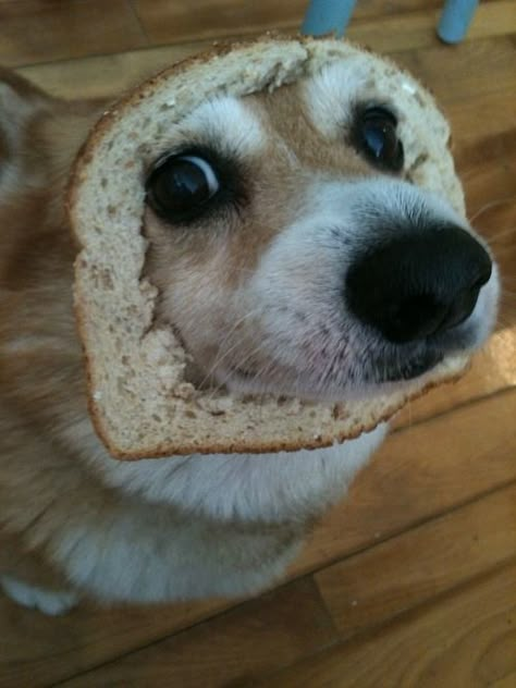 corgi bread Funny Doggos, Cute Corgi Puppy, Dog Breeds List, Corgi Pictures, Corgi Funny, Corgi Puppy, Cute Corgi, Silly Animals, Pembroke Welsh Corgi