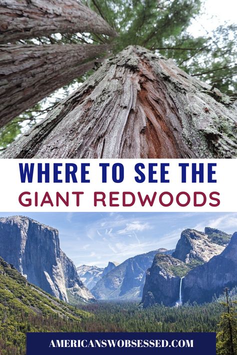 Where can I see the Redwood Trees?  Red Wood trees in California  Wondering where to see the redwoods? This list is of the best redwoods in southern California.  You’re sure to find out where to see redwoods in #california #traveltips Red Woods, Redwoods California, California Redwoods, Wood Trees, Redwood Trees, The Redwoods, Redwood Tree, Central America Travel, Usa Travel Guide