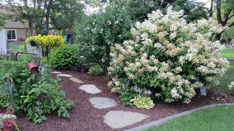 Quick Fire hydrangea - early colour Quickfire Hydrangea, Little Quick Fire Hydrangea, Hydrangea Flower Bed, Quick Fire Hydrangea, Inspiration For Writing, Drift Roses, Hydrangea Landscaping, Yard Inspiration, Southern Living Plants