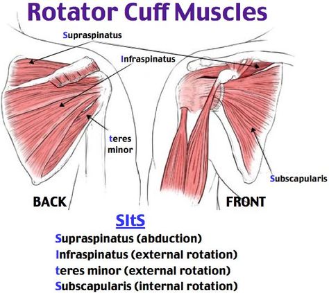 Shoulder Exercises Physical Therapy, Rotator Cuff Muscles, Upper Limb Anatomy, Punkty Spustowe, Muscles Anatomy, Shoulder Anatomy, Brushing Hair, Anatomy Physiology, Yoga Anatomy