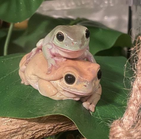 @dumpygumby on insta Cute Frog Pics, Cute Frog Drawing, Drawing Pets, Dumpy Tree Frog, Cute Animal Character, Frog Hoodie, Whites Tree Frog, Pet Frogs, Baby Frog