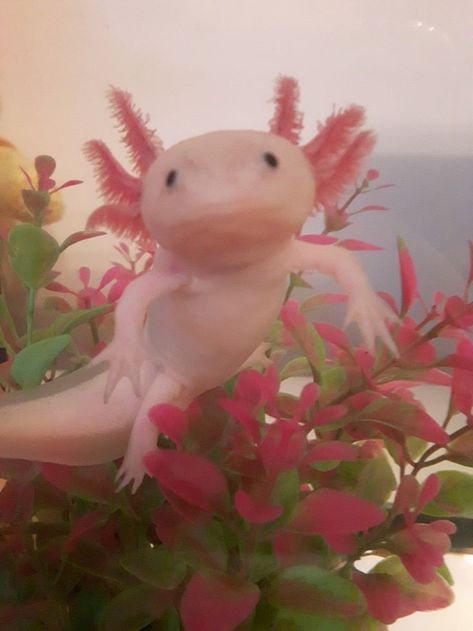 Axolotl Cute, Tattoo Nature, Photographie Portrait Inspiration, Pretty Animals, Silly Animals, Reptiles And Amphibians, Cute Animal Photos, Marine Animals, Cute Creatures