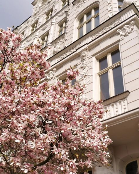 Magnolia tree light academia building architecture white pink cute aesthetic coquette Light Academia Building, Light Pink Widget Aesthetic, Pink Academia Aesthetic, Cherry Blossom Aesthetic, Pink Cute Aesthetic, Blossom Aesthetic, Architecture White, Pink Academia, Light Academia Aesthetic