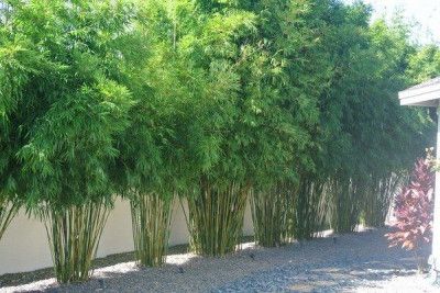 Growing Concerns: Clumping bamboo makes great hedge | London Free Press Fargesia Rufa, Privacy Landscaping Backyard, Bamboo Hedge, Bamboo Landscape, Clumping Bamboo, Bamboo Trees, Privacy Plants, Privacy Landscaping, Garden Privacy