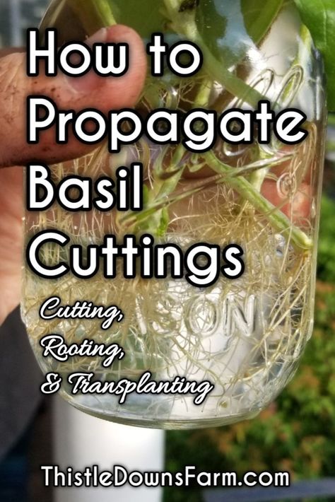 Propagate Basil, Growing Basil, Paper Pot, Basil Plant, Astuces Diy, Square Foot Gardening, Herbs Indoors, New Roots, How To Grow Taller