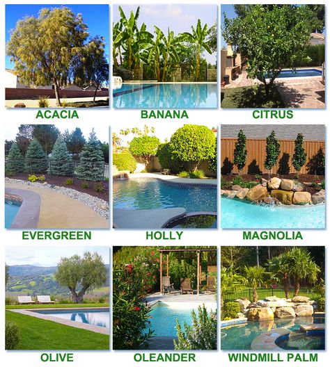 Plants Around Pool, Landscaping Around Pool, Pool Dekor, Pool Plants, Inground Pool Landscaping, Swimming Pool Landscaping, Pool Landscape Design, Pool Swimming, Backyard Pool Landscaping