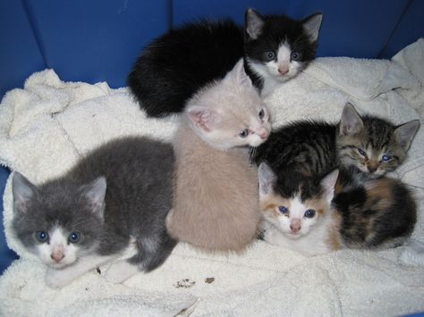 a new litter of kittens! Pet Claims, Kitten Litter, Litter Of Kittens, Lots Of Cats, Kitty Cats, Cat Rescue, Ice Skating, Drawing Reference, Cats And Kittens