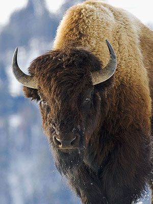 Cartoon Bull, Bison Photography, Buffalo Painting, Animals With Horns, Buffalo Animal, Buffalo Head, Bison Art, Buffalo Art, How To Draw Anime