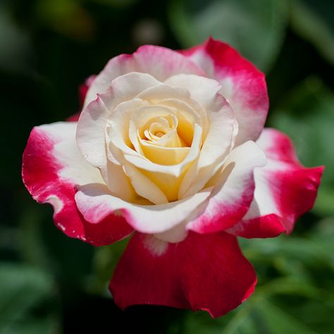 Rose 'Double Delight' Double Delight Rose, Dianthus Flowers, Rose Bushes, Flowers Real, Flowers Petals, Rose Of Sharon, Growing Roses, Single Rose, Rose Bush