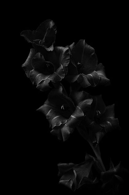 Yviemarie - Black on black , high contrast , low key , floral test shot , edited in Silver Efex Pro 2.0 – SAVEE Shadow Pics, Tumblr Hipster, Dark Flowers, Black And White Photograph, All Black Everything, Black On Black, Fade To Black, Black Flowers, Chiaroscuro