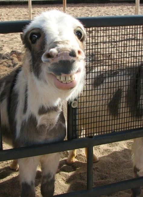 Humor Animal, Funny Horses, Cutest Animals, 웃긴 사진, Donkeys, صور مضحكة, Horse Stuff, Animal Jokes, Happy Animals