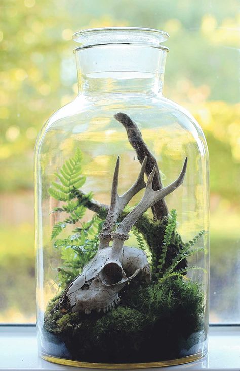 Goth Plant Decor, Victorian Terrariums, Dnd Room, Bottle Plant, Koti Diy, Cactus Terrarium, Beautiful Terrariums, نباتات منزلية, Animal Skull