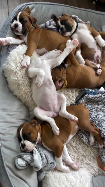 Boxer Dog on Instagram: "Today the pups are 7 weeks and it doesn’t get more precious than this. They play hard and sleep even harder.  📸: @boxerbabebella  .. .. .. #boxerplanet #boxerworld #boxermix #boxerbraids #boxerface #boxerlife #boxernation #boxerdogsrule #boxerig #boxerlove #boxerpit #boxerpuppies #boxerdogfans #puppylove #boxeroftheday #boxerdogsofinstagram #boxermurah #boxersworld" Boxer Mix Dogs, Boxador Puppies, Cute Boxer Puppies, Boxers Dogs, Boxer Dog Puppy, Bull Boxer, Funny Boxer, Boxer Puppy, Boxer Puppies