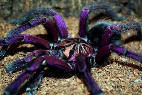 Tarantula Wallpaper, Pinktoe Tarantula, Tarantula Habitat, Spider Identification, Tarantula Hawk, Pet Tarantula, Exotic Pet, Small Lizards, Cute Lizard