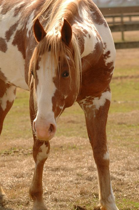 this was a beautiful paint horse that looks exactly like hildago. Cheval Pie, American Paint Horse, Paint Horses, Cai Sălbatici, Pinto Horse, Paint Horse, American Paint, Quarter Horses, Painted Pony