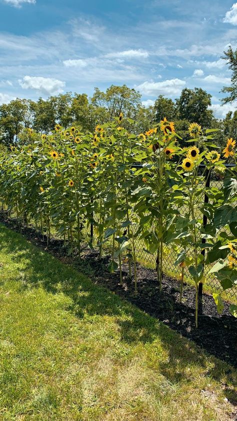 Will you be growing a sunflower fence this summer?🌻 #gardenideas #sunflowers | Sabrina Pougnet | Sunflower House Garden, Sunflower Garden Bed, Sunflower Fence Line, Sunflower Privacy Fence, Sunflowers Along Fence, Backyard Sunflowers, Sunflower Landscaping, Sunflower Garden Ideas, Sunflower Fence