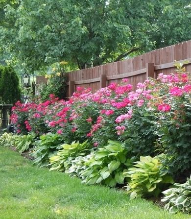 Knockout roses and hostas planted along fence Moderne Have, Knockout Roses, Fence Landscaping, Have Inspiration, Garden Yard Ideas, Beautiful Backyards, The Fence, Lawn And Garden, Shade Garden