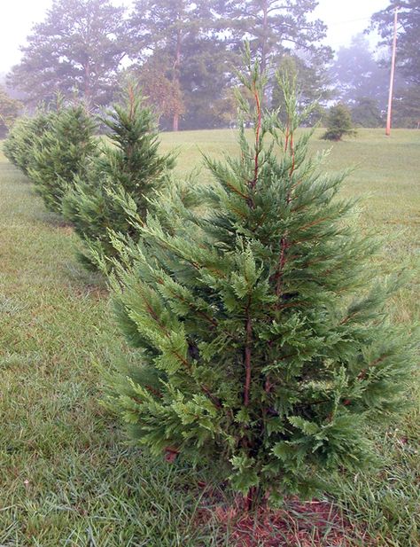 Leyland cypress are one of the most commonly planted landscape trees. But, poor site selection and disease pressure, may soon send them the way of red tips and Bradford pears. Leland Cypress Christmas Tree, Lusterleaf Holly, Ilex Latifolia, Leland Cypress Trees, Leland Cypress, Leyland Cypress Trees, Cyprus Trees, Monterey Cypress, Leyland Cypress