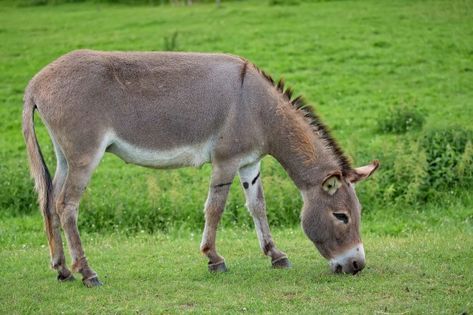 Burro en un claro | Premium Photo #Freepik #photo #madera #naturaleza #animal #campo Food Illustrations, Burritos, The Field, Premium Photo, Wall Mural, Wall Murals, Canvas Wall, High Resolution, Canvas Wall Art