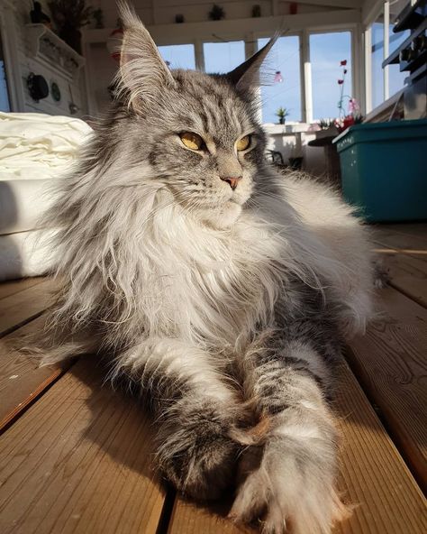 Main Coone Cat Aesthetic, Maincoon Cat Aesthetic, Grey Mainecoon Cat, Maincoon Cat Big, Maine Coone Aesthetic, Mane Coone Cats, Mainecoon Cat Aesthetic, Huge Cats, Maine Coone Kitten