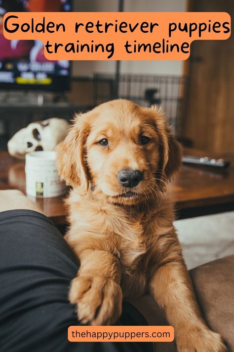 One thing can be said for certain. The golden retriever puppies are one of the cutest you will see. Because of this, they are in high demand amongst dog guardians. Whether you are thinking to get a golden retriever puppy or already have one, this post is for you. #goldenretriever #dogtraining #dogtrainingtips #thehappypuppers #dogs #dogbreed Getting A Golden Retriever Puppy, Golden Retriever Puppy Essentials, 5 Month Old Golden Retriever, Golden Retriever Tricks, Golden Retriever Toys, Golden Retriever Puppy Must Haves, Training A Golden Retriever Puppy, Golden Retriever Tips, Gold Retriever Puppy