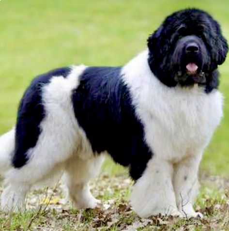 Landseer color Landseer Dog, Newfoundland Puppy, Newfoundland Puppies, Big Dog Breeds, Dog Artist, Giant Dogs, Newfoundland Dog, Incredible Creatures, Jean Michel