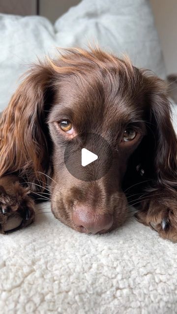 Martha Sprocker on Instagram: "My little bestie 🥹🥰  . . . . . #bestie #bff #mansbestfriend #dog #dogsofinstagram #doglover #cutedog #puppy #puppylove #puppyeyes #prettydog #sprocker #spaniel #spanielsofinstagram #spaniellife #soulmate #bestfriend #cockerspaniel #workingcockerspaniel #springerspaniel #sunday #lakedistrict" Sprocker Spaniel Puppy, Sprocker Spaniel Puppies, Boykin Spaniel Puppies, English Show Cocker Spaniel, Sprocker Spaniel, English Springer Spaniel Puppy, Working Springer Spaniel, Cocker Spaniel Spotted, Clumber Spaniel