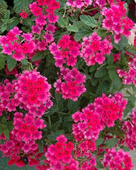 Verbenas Want to add a splash of color to your garden? Verbenas are perfect! These stunning flowers are known for their clusters of bright blooms that bring life to any space. ✅ Great for: Ground covers for flower beds, borders, and containers. They create a vibrant carpet of color and attract butterflies. ✅ Unique feature: Verbenas are drought-tolerant, low-maintenance, and bloom all season long, making them perfect for effortless gardening. ✅ Best planting location: Full sun and well-drain... Blake Pink, Senior Hoco, Farmhouse Flowers, Richardson Texas, Summer Wallpapers, Porch Flowers, Colorful Wedding Flowers, Fuchsia Flowers, Hot Pink Flowers