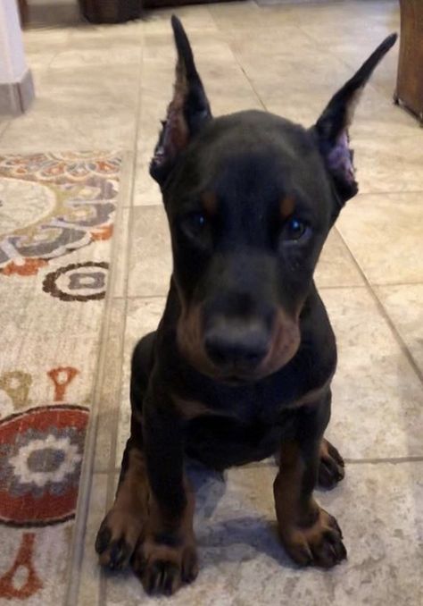 Doberman Puppies, Doberman Pinscher Dog, Doberman Puppy, Cute Animals Puppies, Very Cute Dogs, Baby Animals Pictures, Pretty Dogs, Pretty Animals, Cute Dogs And Puppies