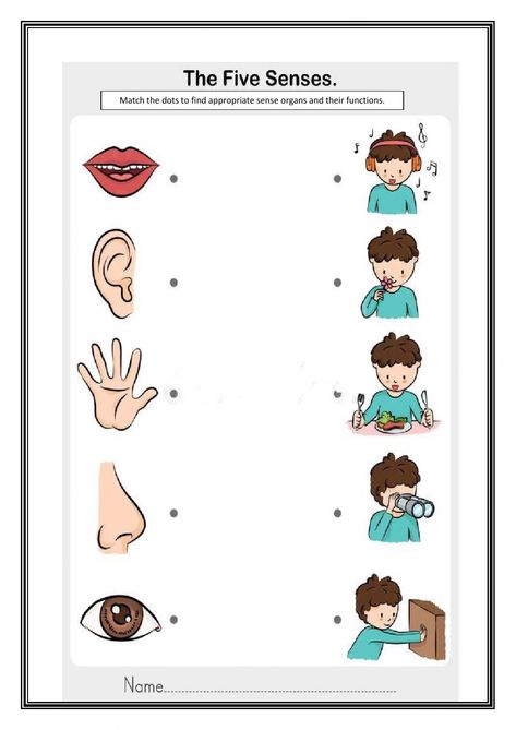 Sense Organ interactive and downloadable worksheet. You can do the exercises online or download the worksheet as pdf. Sense Organs Worksheets, Five Senses Kindergarten, 5 Senses Worksheet, Body Parts Preschool Activities, Five Senses Worksheet, Sense Organs, Senses Preschool, Body Parts Preschool, Fun Worksheets For Kids