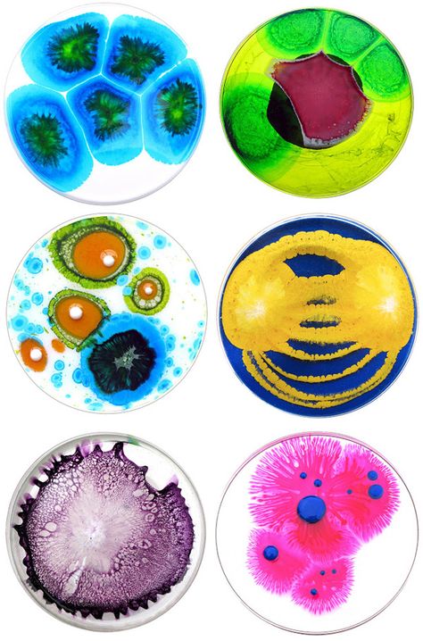 Petri dish dishes (posted on Bee of Design's blog Micro Biology Art, Cell Drawing Art, Petri Dish Bacteria, Petridish Art, Bacteria Art, Microscopic Art, Petri Dish Art, Klari Reis, Dish Art