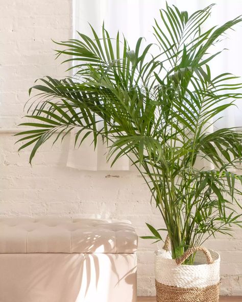 Types of Indoor Palm Plants to Grow  Areca Palm or Bamboo Palm Bamboo Palm Indoor, Indoor Palm Plants, Indoor Palm, Palm House Plants, Palm Plants, Best Air Purifying Plants, Common House Plants, Indoor Palms, Plants Uk