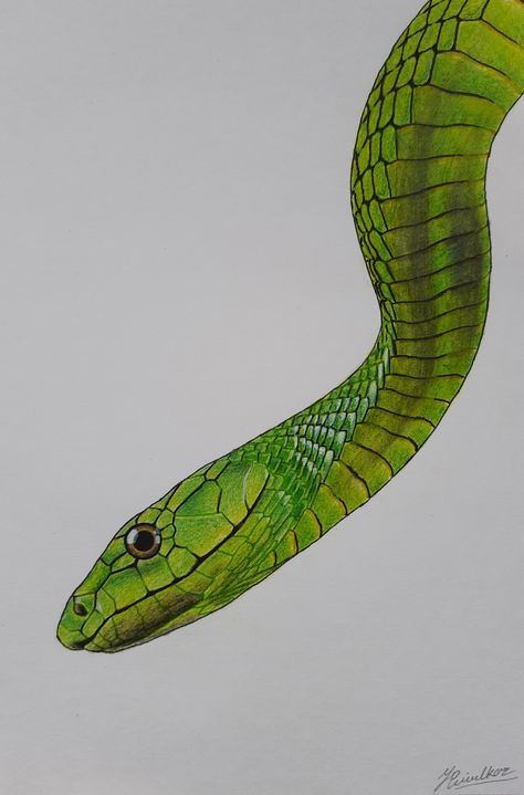 Snake Colour Pencil Drawing, Realistic Snake Drawing Color, Snake Drawing Colored Pencil, Snake Color Pencil Drawing, Realistic Snake Painting, Colorful Snake Drawing, Snake Picture Drawing, 3d Snake Drawing, Snake Realistic Drawing