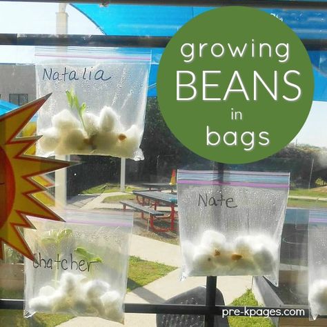 Growing Beans in Ziploc bags is a classic "must-do" activity for preschool and kindergarten kids. Learn how to successfully plant and sprout lima beans in baggies at home or in the classroom. Plants Kindergarten, Growing Beans, Preschool Garden, Planting For Kids, Pre K Pages, Plant Activities, Garden Activities, Lima Beans, Kindergarten Science