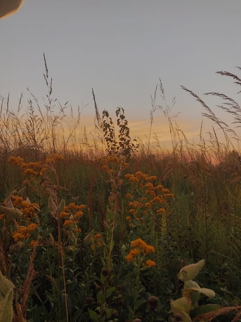 Fall Summer Aesthetic, September Athstetic, Wild Flower Asthetics, Spring Autumn Aesthetic, Summer Into Fall Aesthetic, Autumn Summer Aesthetic, Sunset Fall Aesthetic, Late Summer Asthetics, Late Summer Photography