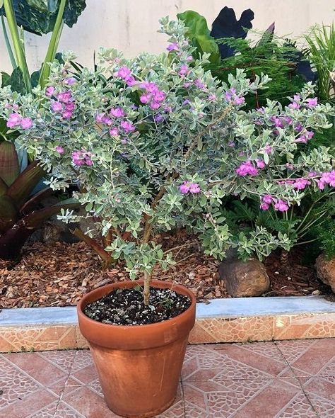 How to Grow Texas Sage Plant in Pot | Texas Ranger Plant Care Texas Sage Landscape, Texas Sage Bush, Mexican Sage Bush, Mexican Sage, Texas Trees, Sage Bush, Backyard Plans, Texas Sage, Potted Plants Patio