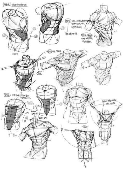 (3) ☕ on X: "https://t.co/1vsjZG19NC" / X Torso Anatomy, Figure Drawing Tutorial, Human Anatomy Reference, Man Anatomy, Anatomy Tutorial, Human Anatomy Drawing, Human Anatomy Art, Anatomy Sketches, Anatomy For Artists