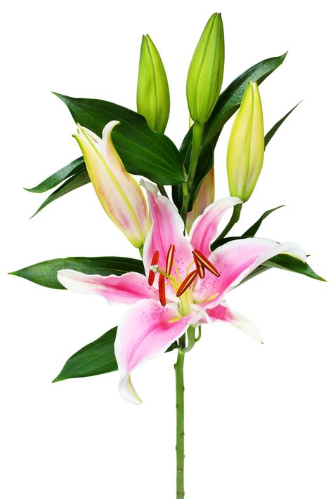 Meanings of Stargazer Lilies: What These Brilliant Flowers Symbolize - Gardenerdy Stargazer Lily Tattoo, Stargazer Lilly, Abs Art, Types Of Lilies, Pink Lily Flower, White Lily Flower, Lily Wallpaper, Lilly Flower, Stargazer Lily