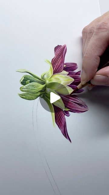 Flower Drawing Videos, Colored Pencil Artwork Ideas, Drawing Realism, Colored Pencil Artwork, Botanical Artwork, Watercolor Flower Art, Botanical Painting, Botanical Watercolor, Acrylic Flowers