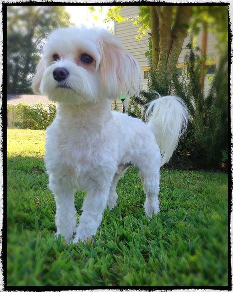 Coton De Tulear Short Haircut, Short Bichon Haircut, Maltese Dog Haircut, Maltipoo Short Haircut Styles, Short Maltese Haircut, Short Maltipoo Haircut, Cavachon Haircut Styles, Maltese Haircut Styles, Malshipoo Haircuts