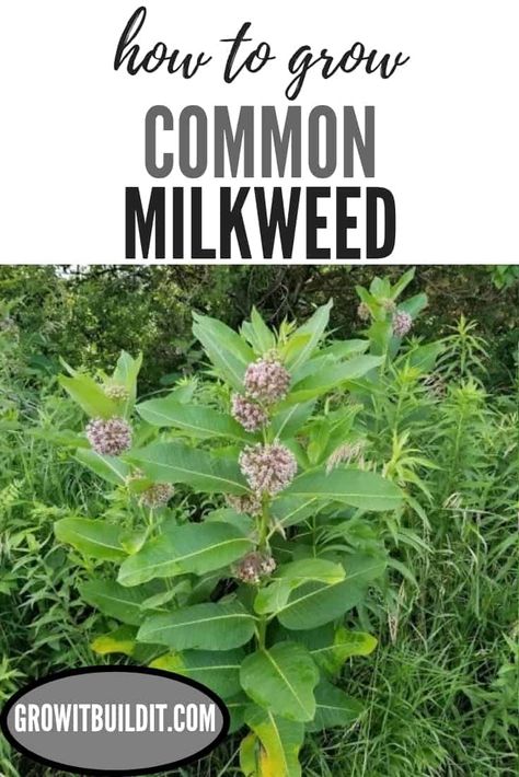 Micro Prairie, Milkweed Garden, Monarch Garden, Common Milkweed, Grass Landscape, Beginner Gardening, Milkweed Plant, Ornamental Grass, Western Pennsylvania