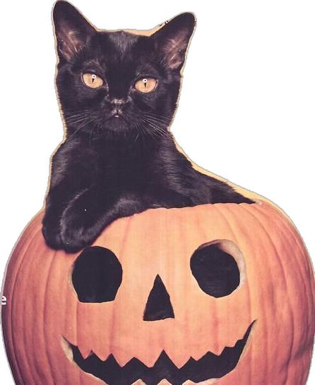 Pumpkin Cat, Carving Ideas, Cat Halloween, Black Cat Halloween, Cat Face, Cat Drawing, Black Cat, Carving, Halloween