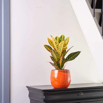 Retro & Vintage Indoor Plant Pots | Quality Plant Pots | Hortology Orange Office, Indoor Pots, Orange Color Schemes, Modern Pot, Orange Tiger, Plant Pot Decoration, Bathroom Plants, Big Plants, Plant Decor Indoor