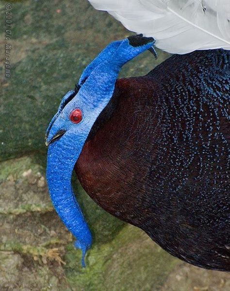 Bulwer's Wattled Pheasant (Lophura bulweri) Bulwer's Pheasant, Weird Birds, Amazing Birds, Weird Creatures, All Birds, Exotic Birds, Weird Animals, Colorful Birds, Animal Quotes