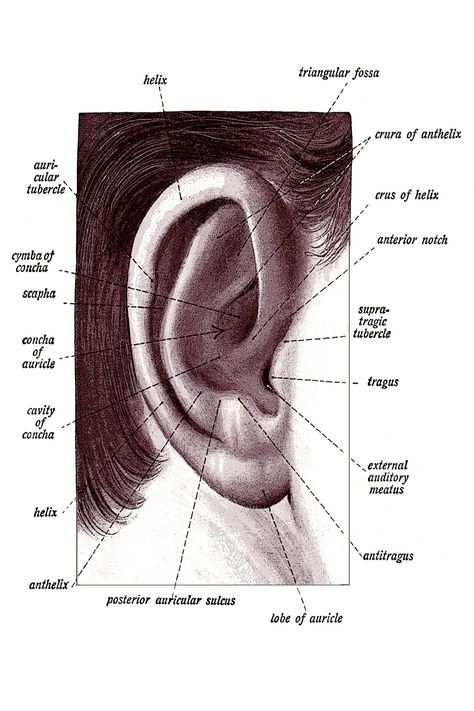 ~ THE ANATOMY OF THE EAR ~ Below you will happen upon twenty color images showing The Anatomy of the Ear. There are drawings of the external ear, the cochlea, views of the bony labyrinth, and much more! Ears Anatomy Drawing, Ear Diagram, Ear Anatomy, Color Images, Anatomy Drawing, The Ear, Human Anatomy, Colour Images, Labyrinth